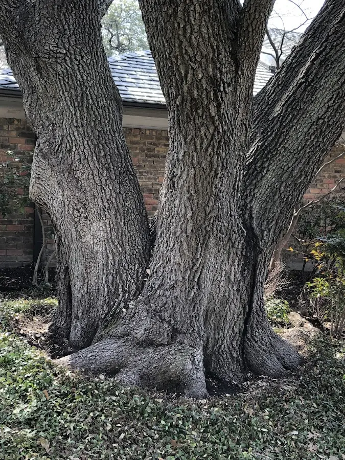 Mature heritage tree close to a Birdsboro property cared for by certified arborists